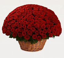 Премиум букет из: Розы в Судже